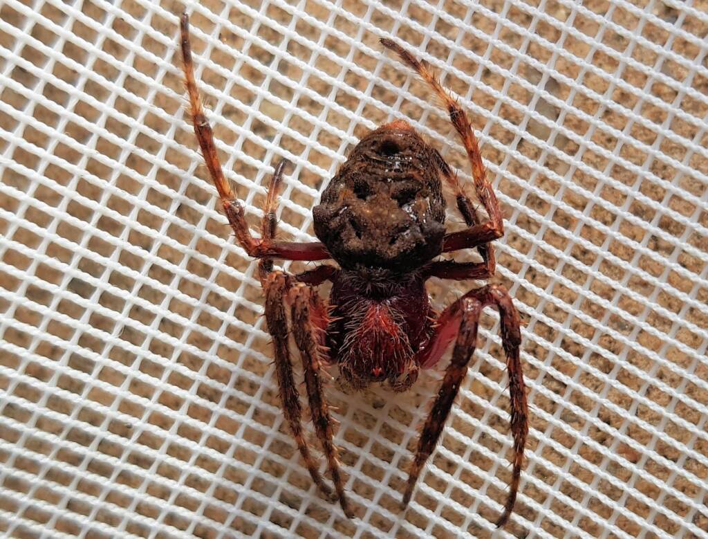 Australasian Garden Orb-Weavers (genus Hortophora), Alice Springs NT