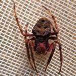 Australasian Garden Orb-Weavers (genus Hortophora), Alice Springs NT