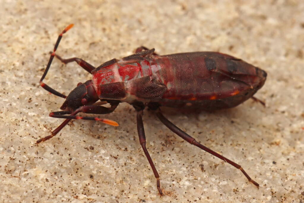 Hyocephalus aprugnus (Ground Dwelling Bug), Onkaparinga SA © Connor Margetts / C.Margetts Photography
