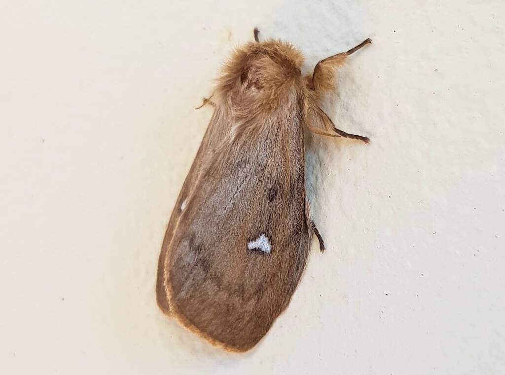 Leptocneria binotata, Alice Springs NT