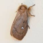 Leptocneria binotata, Alice Springs NT
