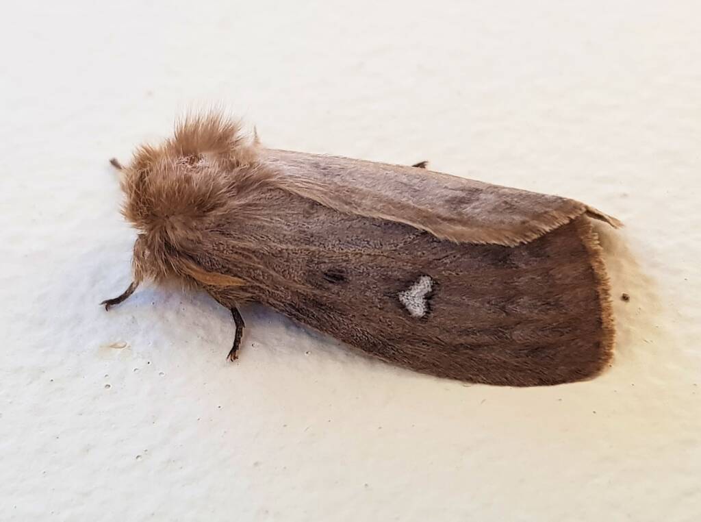 Leptocneria binotata, Alice Springs NT