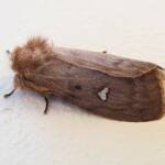 Leptocneria binotata, Alice Springs NT