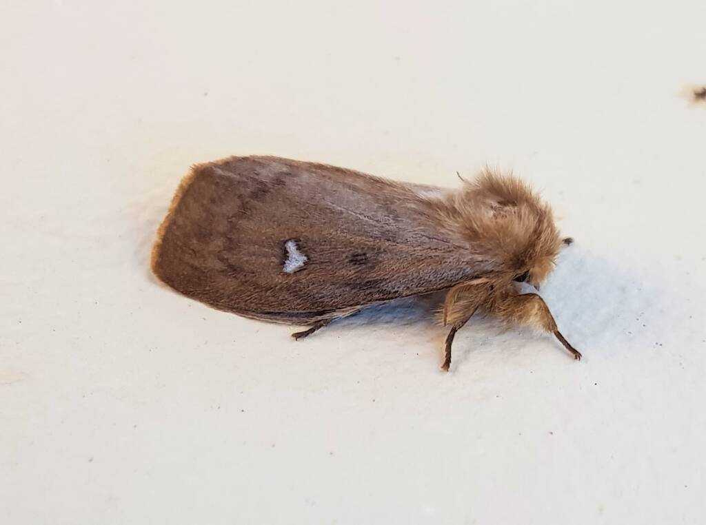 Leptocneria binotata, Alice Springs NT