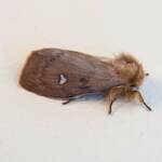 Leptocneria binotata, Alice Springs NT