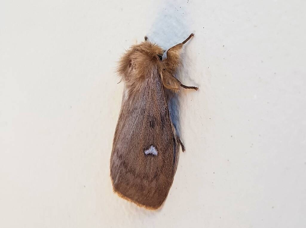 Leptocneria binotata, Alice Springs NT
