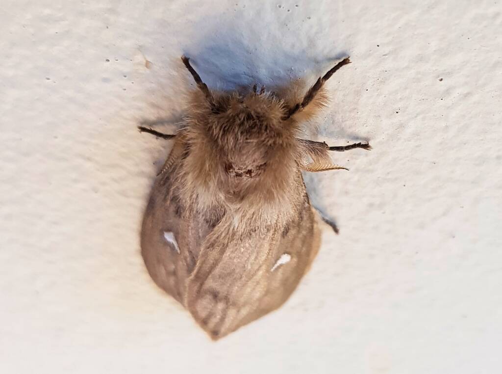 Leptocneria binotata, Alice Springs NT