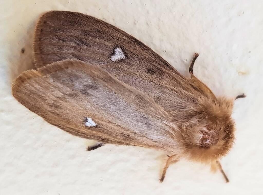 Leptocneria binotata, Alice Springs NT