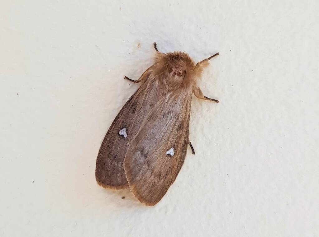 Leptocneria binotata, Alice Springs NT
