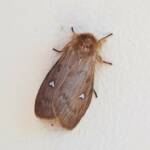 Leptocneria binotata, Alice Springs NT