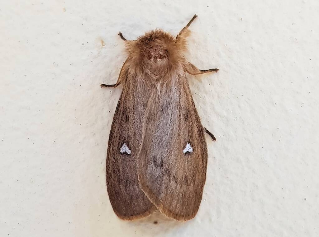 Leptocneria binotata, Alice Springs NT