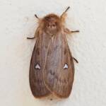 Leptocneria binotata, Alice Springs NT