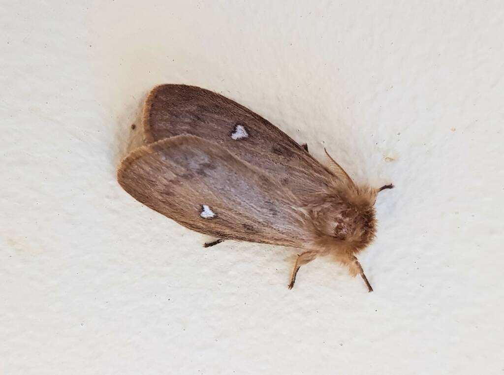 Leptocneria binotata, Alice Springs NT
