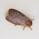 Leptocneria binotata, Alice Springs NT
