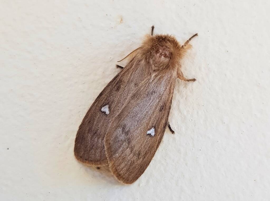 Leptocneria binotata, Alice Springs NT