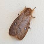 Leptocneria binotata, Alice Springs NT
