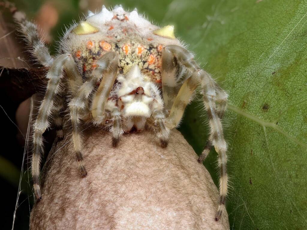Magnificent Spider with her egg sac (Ordgarius magnificus), Narara NSW © Michael Doe