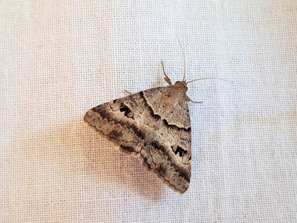 Mocis alterna (Bean Looper Moth), Alice Springs NT