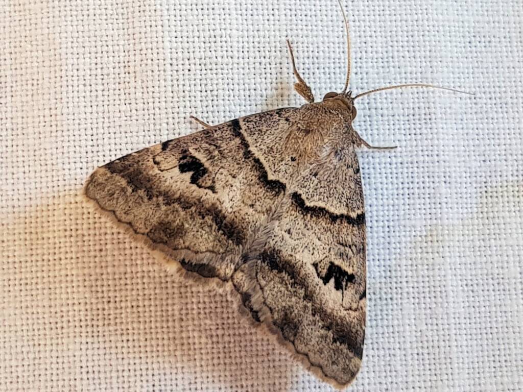 Mocis alterna (Bean Looper Moth), Alice Springs NT