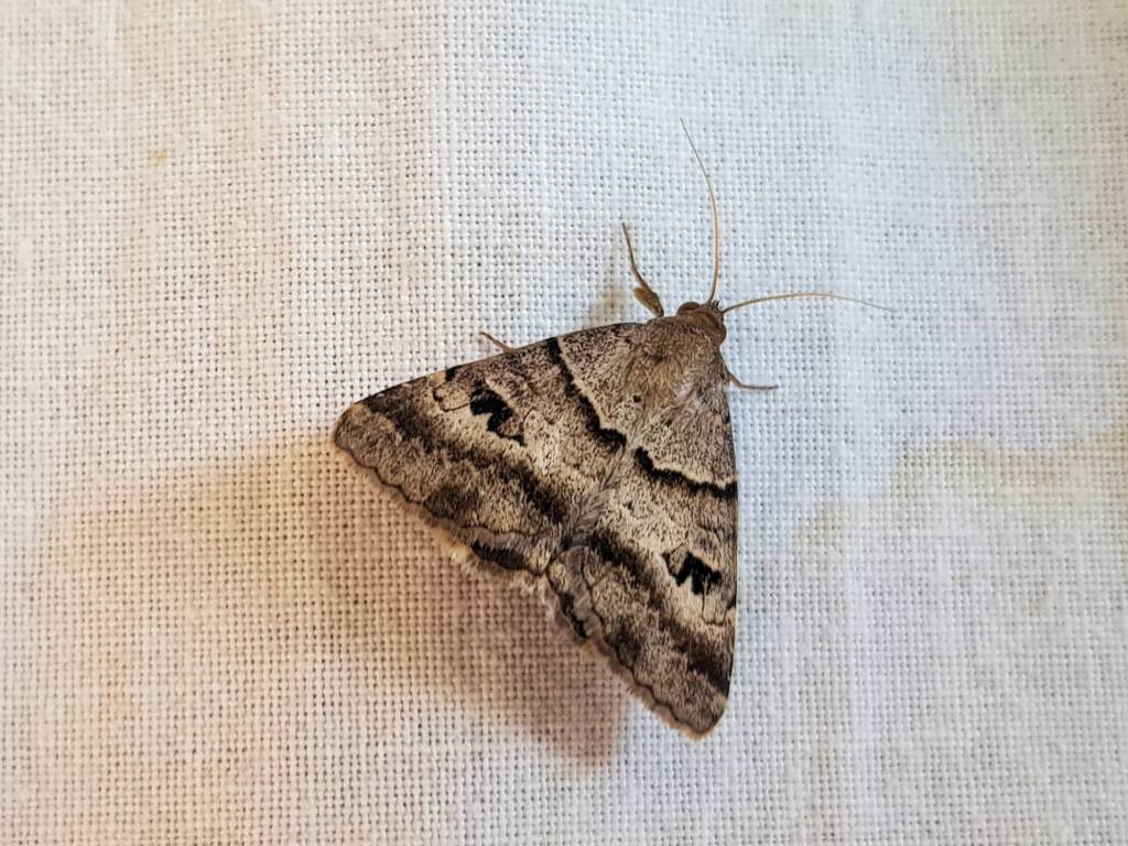 Mocis alterna (Bean Looper Moth), Alice Springs NT