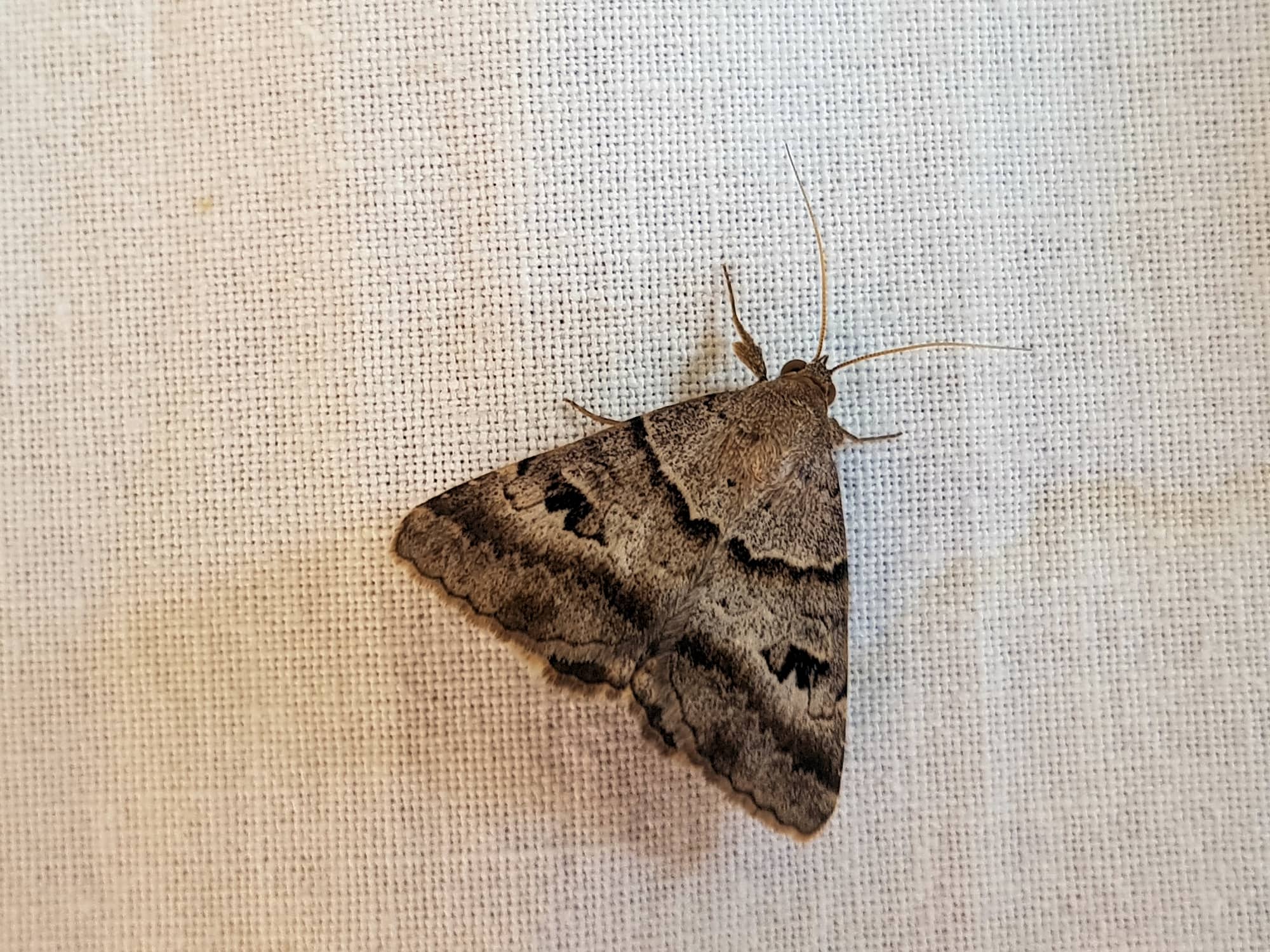 Mocis alterna (Bean Looper Moth), Alice Springs NT