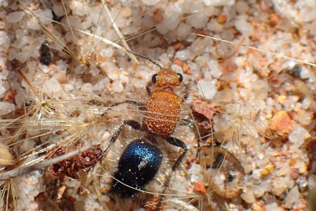 Velvet Ants (family Mutillidae), Geraldton, Midwest WA © Gary Taylor