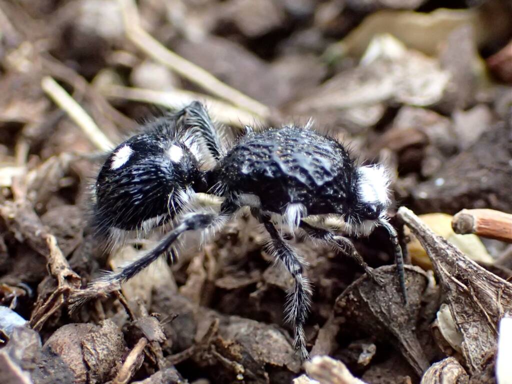 Velvet Ants (family Mutillidae), Geraldton, Midwest WA © Gary Taylor