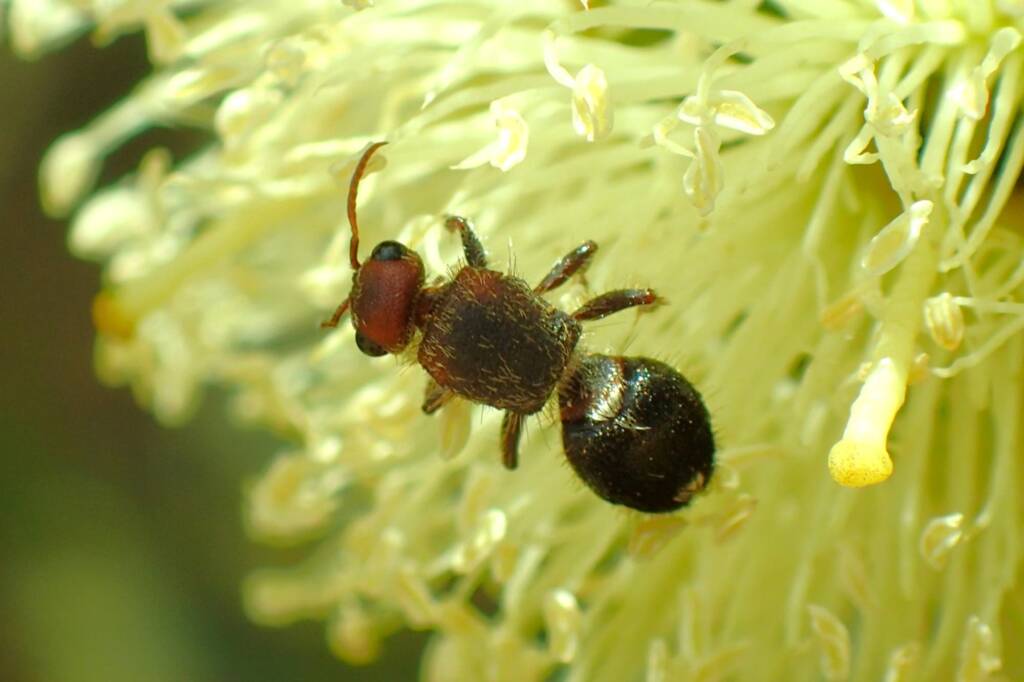 Velvet Ants (family Mutillidae), Geraldton, Midwest WA © Gary Taylor