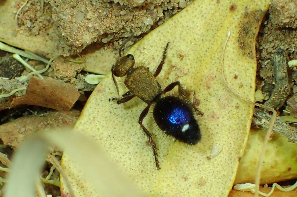 Velvet Ants (family Mutillidae), Geraldton, Midwest WA © Gary Taylor