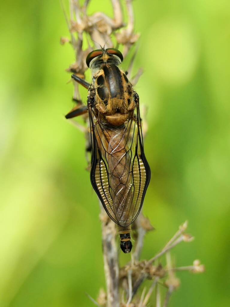 Robbery fly (genus Ommatius), Gold Coast QLD © Stefan Jones