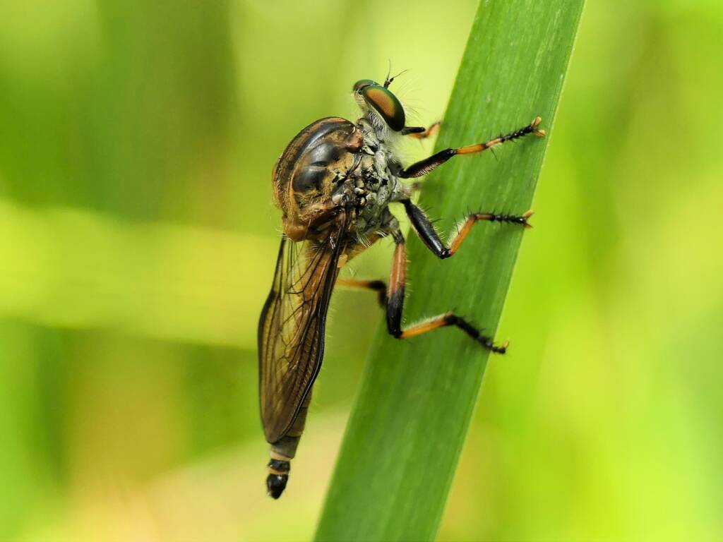 Robbery fly (genus Ommatius), Gold Coast QLD © Stefan Jones