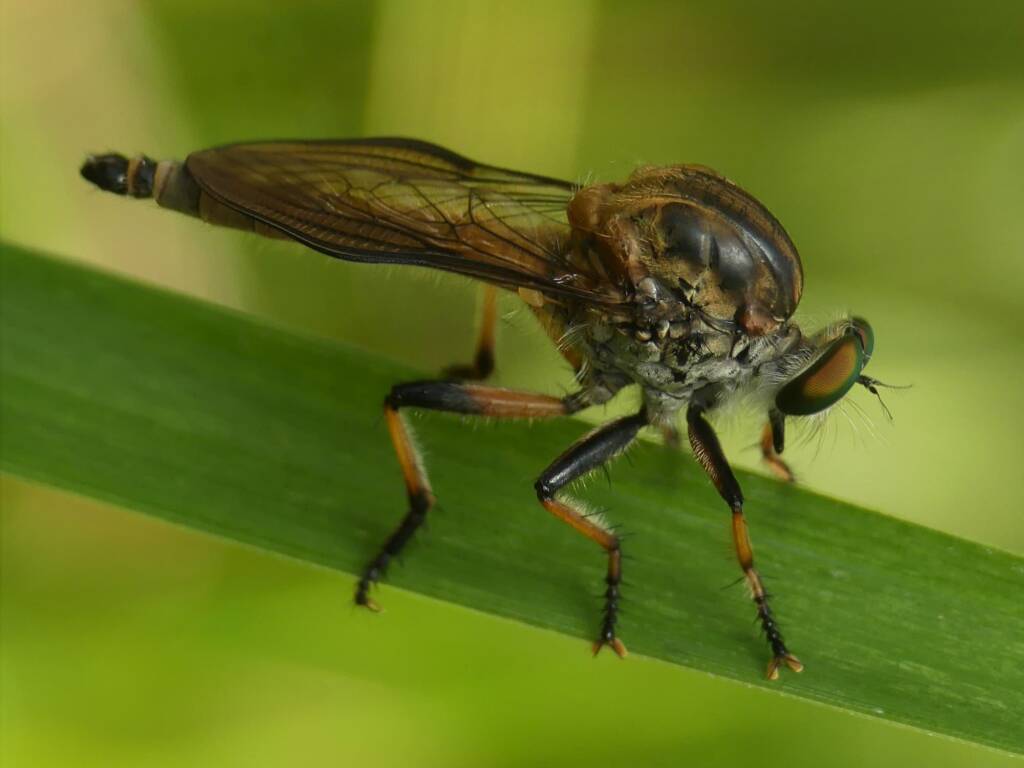 Robbery fly (genus Ommatius), Gold Coast QLD © Stefan Jones