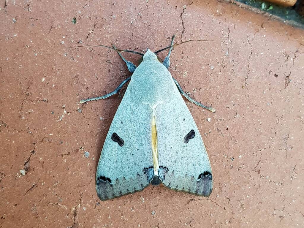 Ophiusa parcemacula (Owlet Moth / Figure Eight Moth), Alice Springs NT