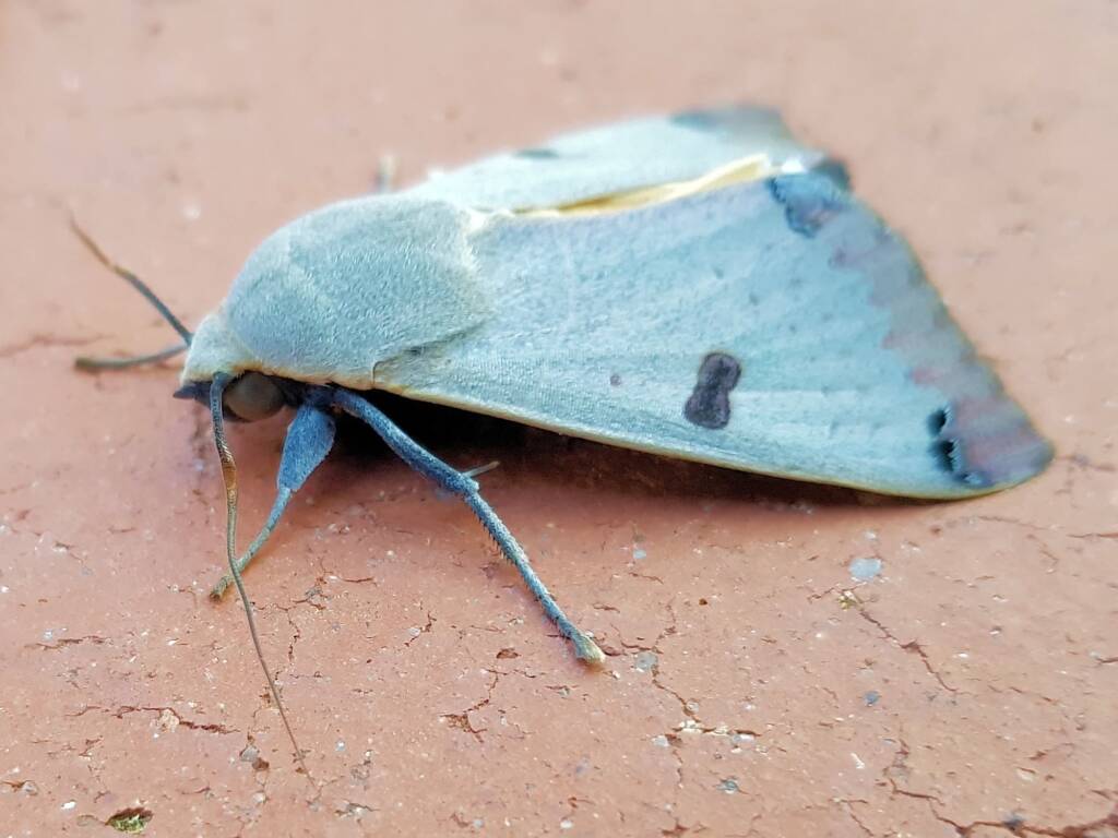 Ophiusa parcemacula (Owlet Moth / Figure Eight Moth), Alice Springs NT