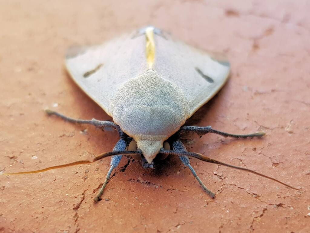 Ophiusa parcemacula (Owlet Moth / Figure Eight Moth), Alice Springs NT