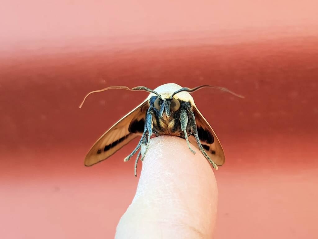 Ophiusa parcemacula (Owlet Moth / Figure Eight Moth), Alice Springs NT