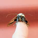 Ophiusa parcemacula (Owlet Moth / Figure Eight Moth), Alice Springs NT