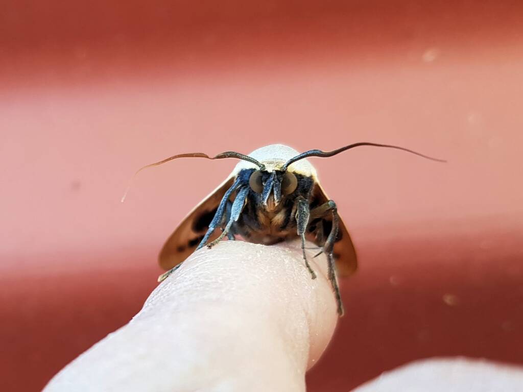 Ophiusa parcemacula (Owlet Moth / Figure Eight Moth), Alice Springs NT