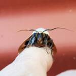 Ophiusa parcemacula (Owlet Moth / Figure Eight Moth), Alice Springs NT