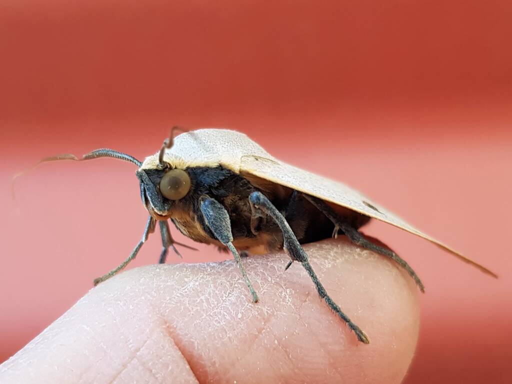 Ophiusa parcemacula (Owlet Moth / Figure Eight Moth), Alice Springs NT