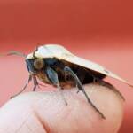 Ophiusa parcemacula (Owlet Moth / Figure Eight Moth), Alice Springs NT
