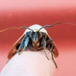 Ophiusa parcemacula (Owlet Moth / Figure Eight Moth), Alice Springs NT