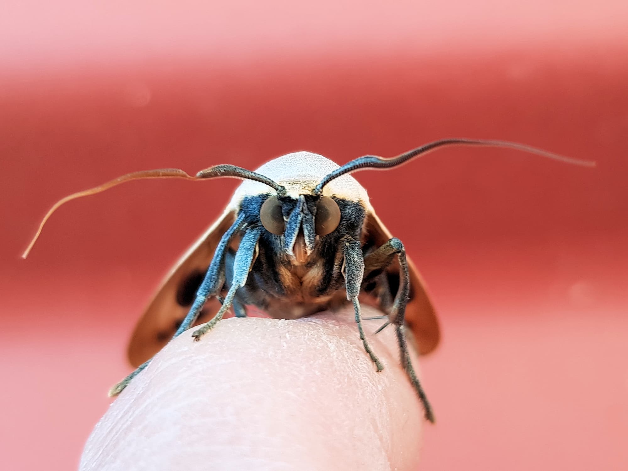 Alice Springs Butterflies and Moths