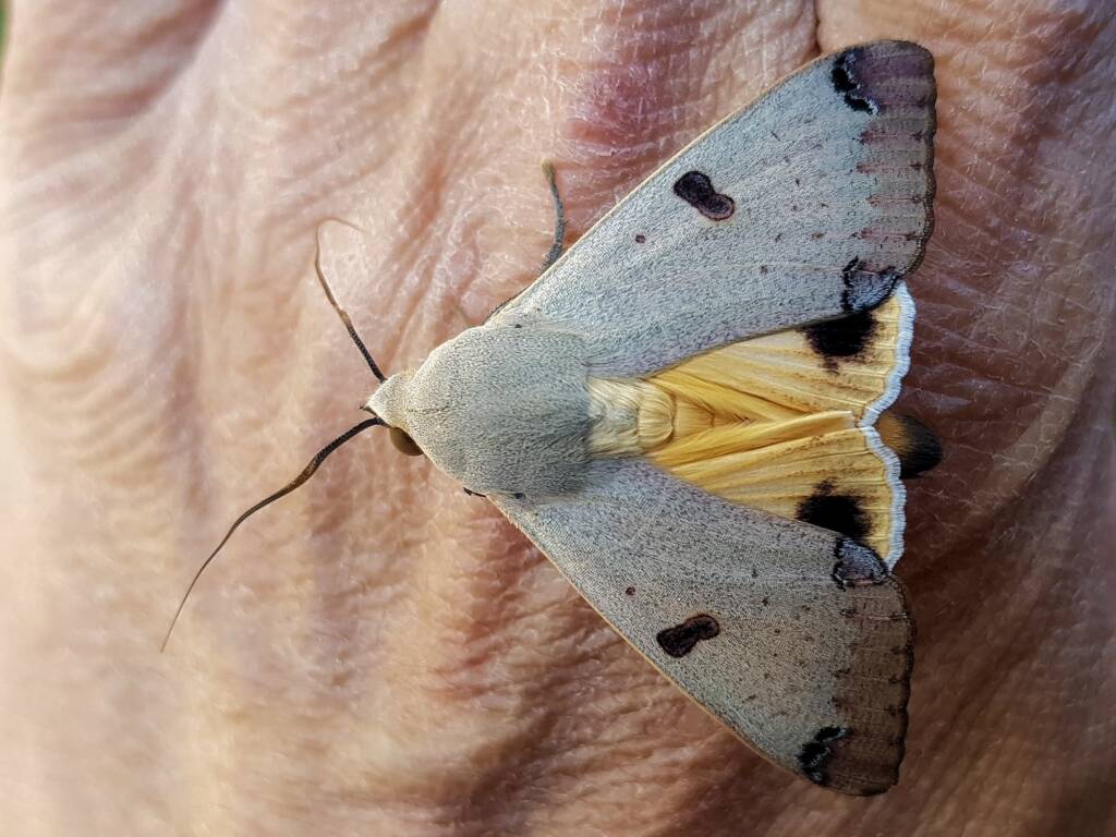 Ophiusa parcemacula (Owlet Moth / Figure Eight Moth), Alice Springs NT