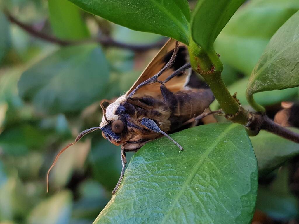 Ophiusa parcemacula (Owlet Moth / Figure Eight Moth), Alice Springs NT