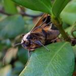 Ophiusa parcemacula (Owlet Moth / Figure Eight Moth), Alice Springs NT