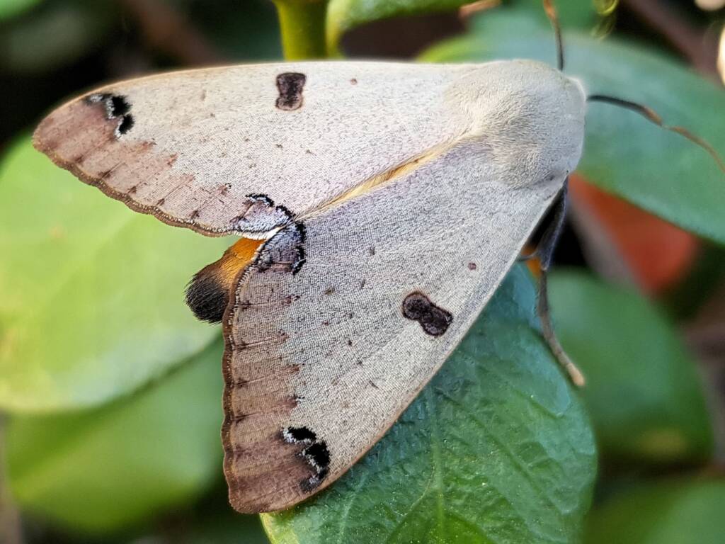 Ophiusa parcemacula (Owlet Moth / Figure Eight Moth), Alice Springs NT