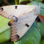 Ophiusa parcemacula (Owlet Moth / Figure Eight Moth), Alice Springs NT