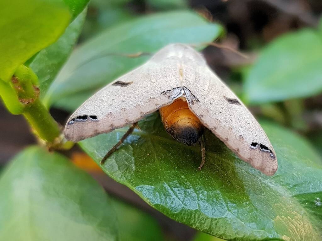 Ophiusa parcemacula (Owlet Moth / Figure Eight Moth), Alice Springs NT