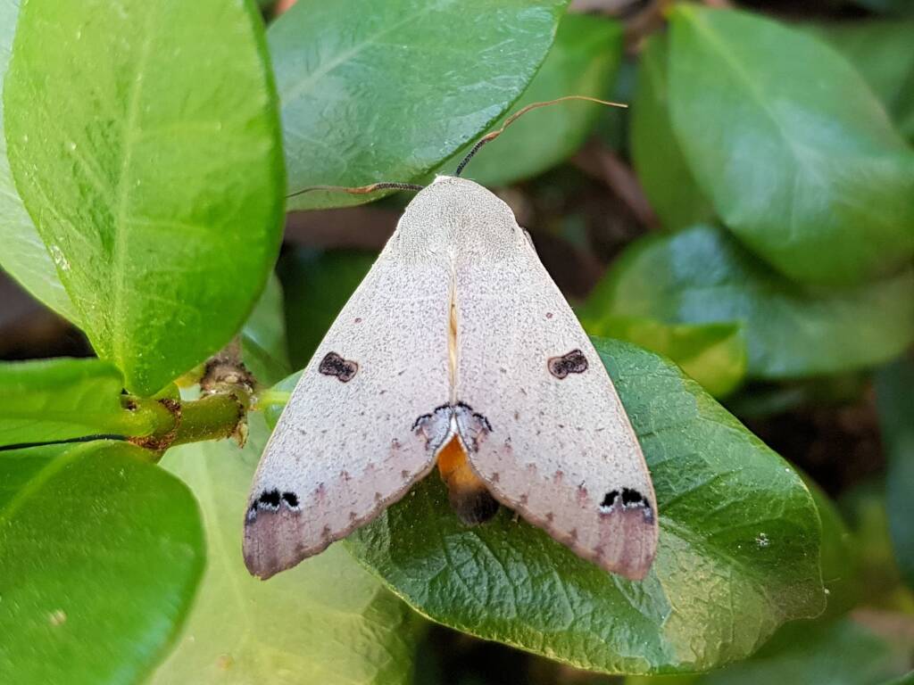 Ophiusa parcemacula (Owlet Moth / Figure Eight Moth), Alice Springs NT